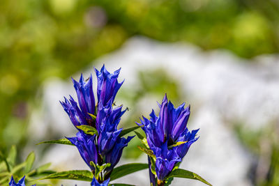 Close-up of purple flowering plant