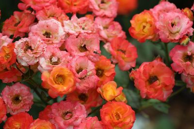 Close-up of pink flowers