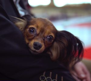 Portrait of dog