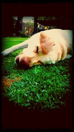 Dog resting on grass