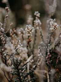 Selective focus photo of frosty heather on a cold, winters morning.