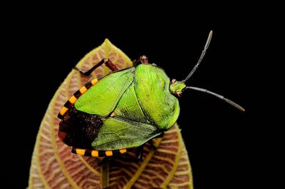Close-up of insect over black background