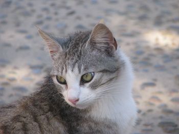 Close-up of cat looking away