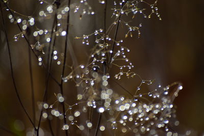 Low angle view of christmas tree at night