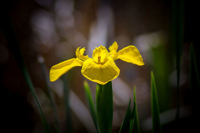 Close-up of yellow iris flower 