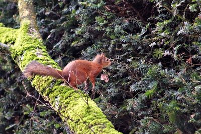 Squirrel on rock in forest