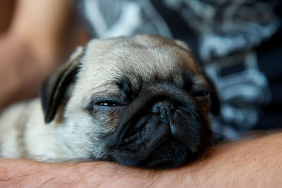 Midsection of man holding pug puppy at home