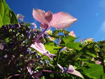 Close-up of pink flowering plant against sky