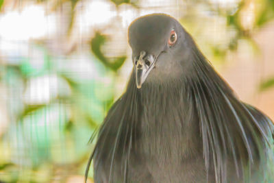 Close-up of a bird