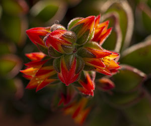 Close-up of red flowering plant