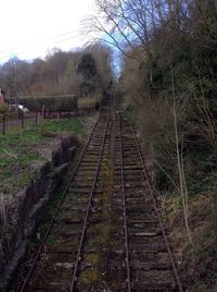 Railroad track amidst trees