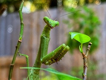 Close-up of insect on plant