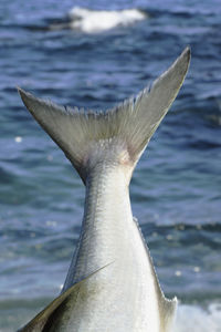 Close-up of fish fin against lake