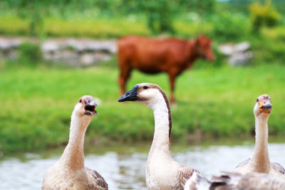 Groups of geese looking at the camera