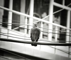 Close-up of bird perching on railing