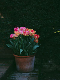 Close-up of pink flowers