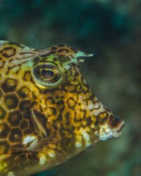 Close-up of fish swimming in sea