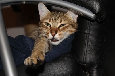 Close-up portrait of cat relaxing