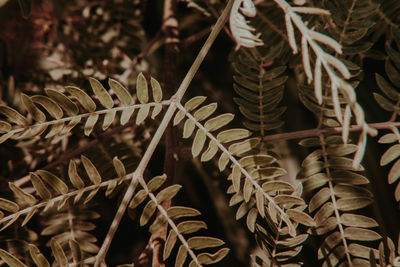 Close-up of leaves