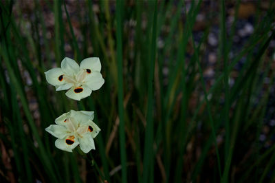 Close-up of white flowers blooming outdoors