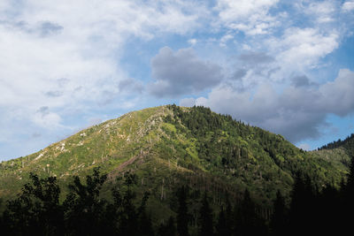 Low angle view of trees on mountain against sky