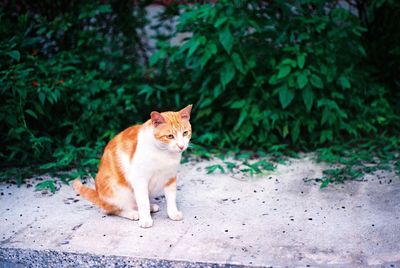 Portrait of a cat sitting