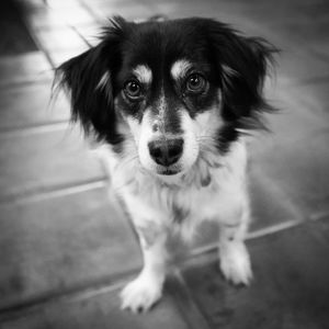 Portrait of dog sitting on floor