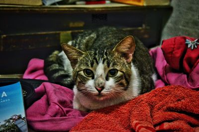 Close-up portrait of cat relaxing on bed