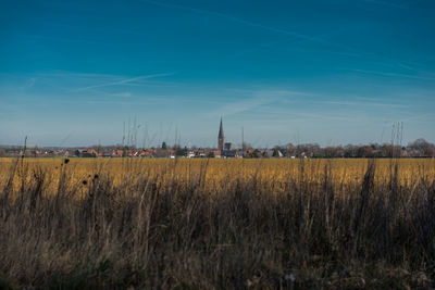 Plants growing on field against sky