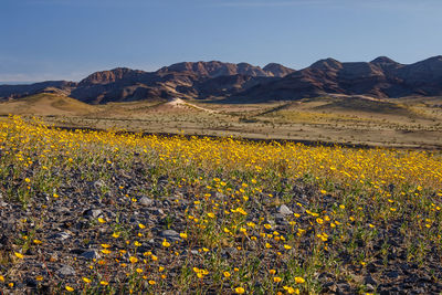 View of yellow flowers against mountain range