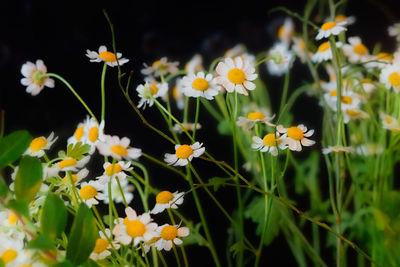 Close-up of white daisy flowers