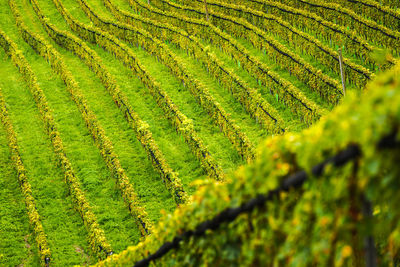 Styrian tuscany vineyard in autumn near gamliz. rows of grape vines.