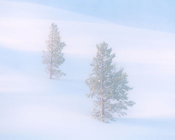 Low angle view of tree against sky