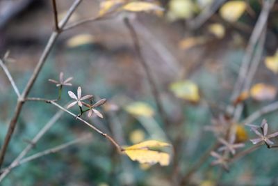 Close-up of dry leaves on plant