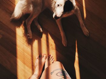 Low section of dog relaxing on hardwood floor