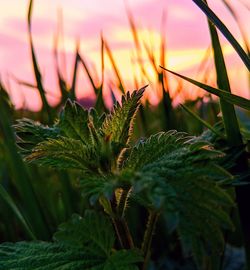 Close-up of plant growing on field against sky