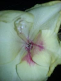 Close-up of white flower