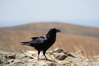 Bird perching on rock