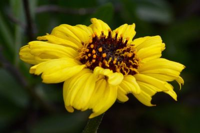 Close-up of yellow flower