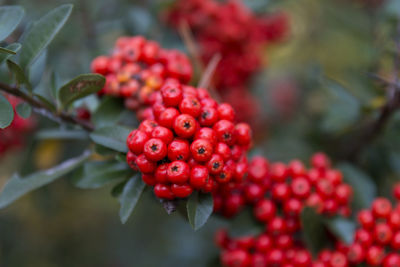 Close-up of red berries growing on tree