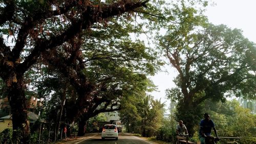 Rear view of vehicles on road amidst trees