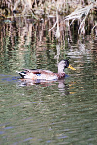 Ducks swimming in lake