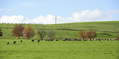 pasture