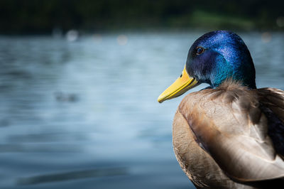 Close-up of mallard duck