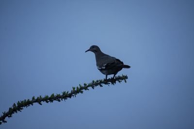 Low angle view of bird perching on branch against sky