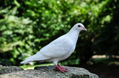 Dove perching on rock