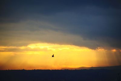 Silhouette bird flying against sky during sunset