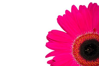 Close-up of pink flower against white background