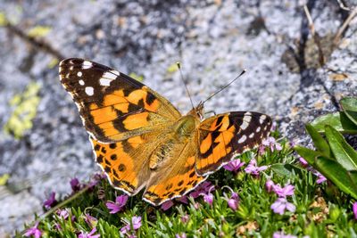 Close-up of butterfly pollinating on flower