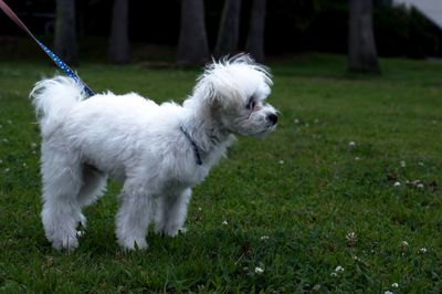 White dog on field